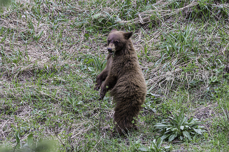 美国黑熊(Ursus americanus)是一种中等体型的熊，原产于北美，常见于黄石国家公园。年轻的幼崽。玩。肉桂色。